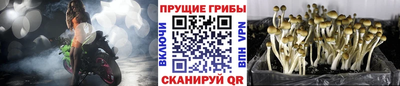 площадка наркотические препараты  блэк спрут сайт  Псилоцибиновые грибы Psilocybe  Электрогорск  цена наркотик 